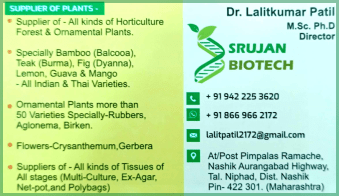 Sugarcane